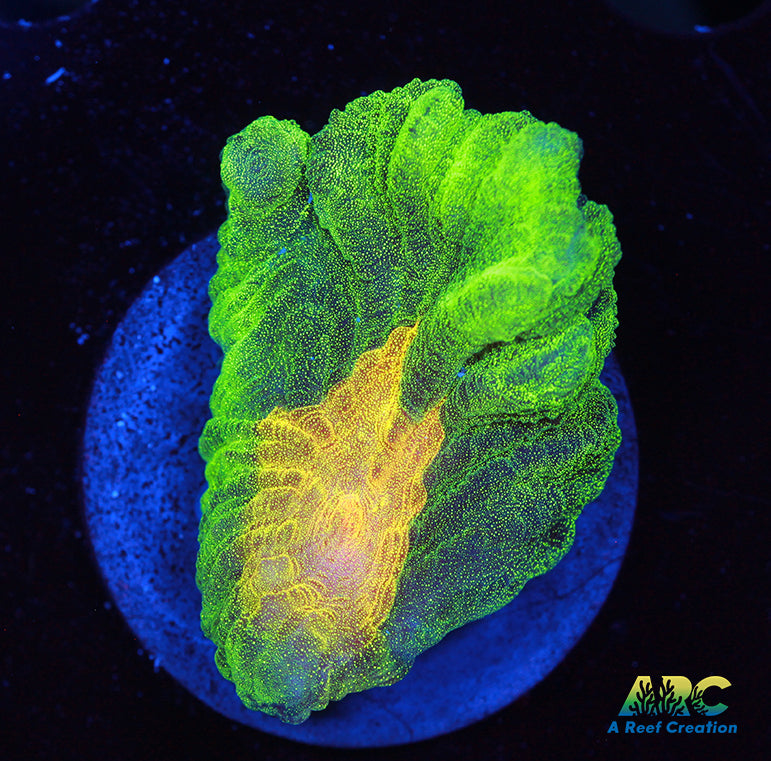 Space Invader Pectinia