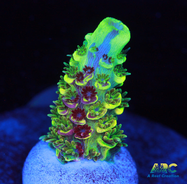 RRC Rainbow Splice Milli