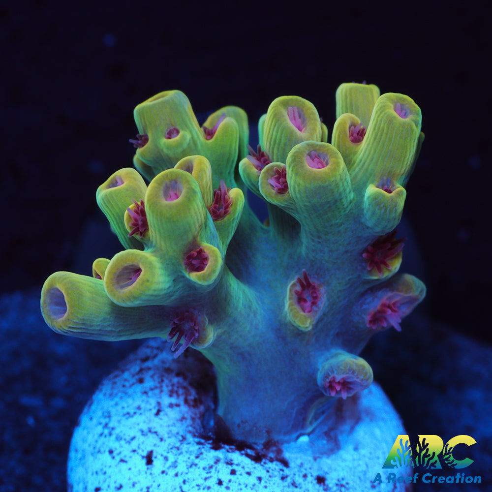 BK Chem Creme de la Creme