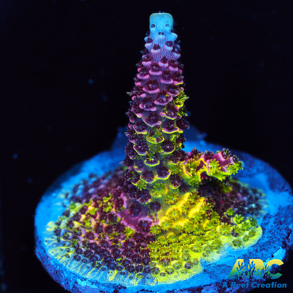Insane RRC Rainbow Splice Encrusted Frag