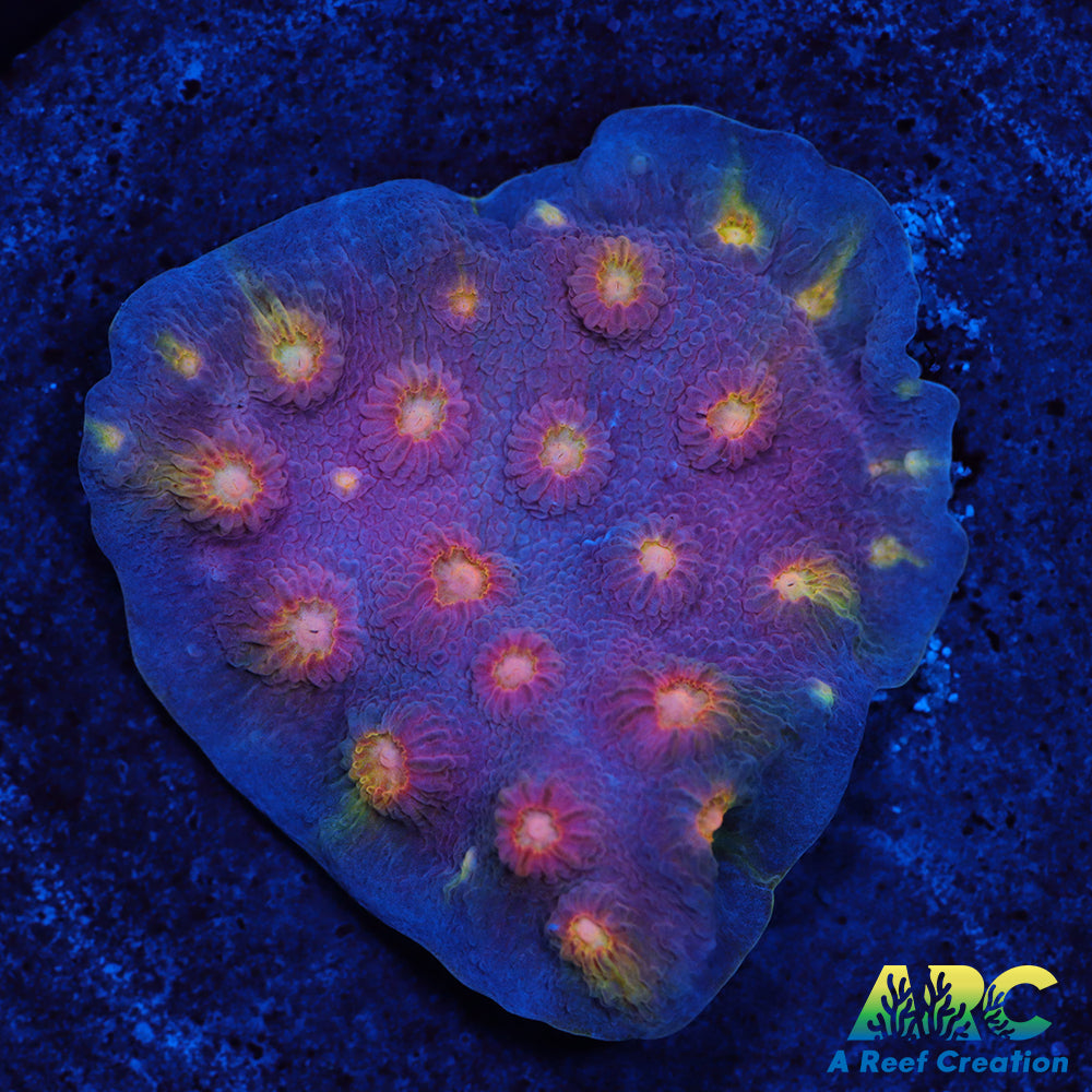 ARC Halley's Comet Plating Cyphastrea