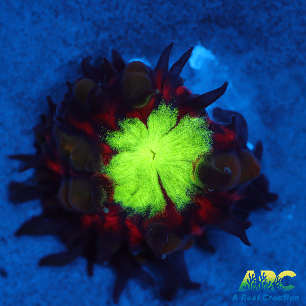 ARC Black Cherry Blasto