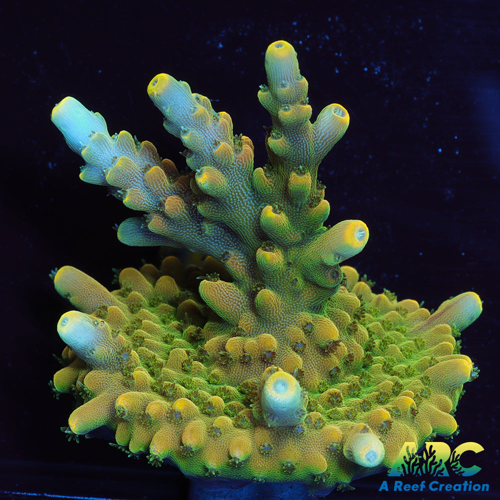 Encrusted TCK King Acro