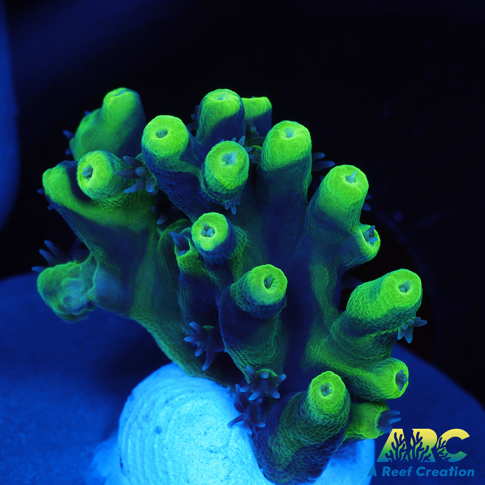 ARC Toxic Swirl Table