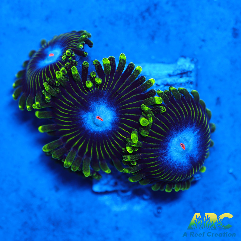 IA Ice King Zoa