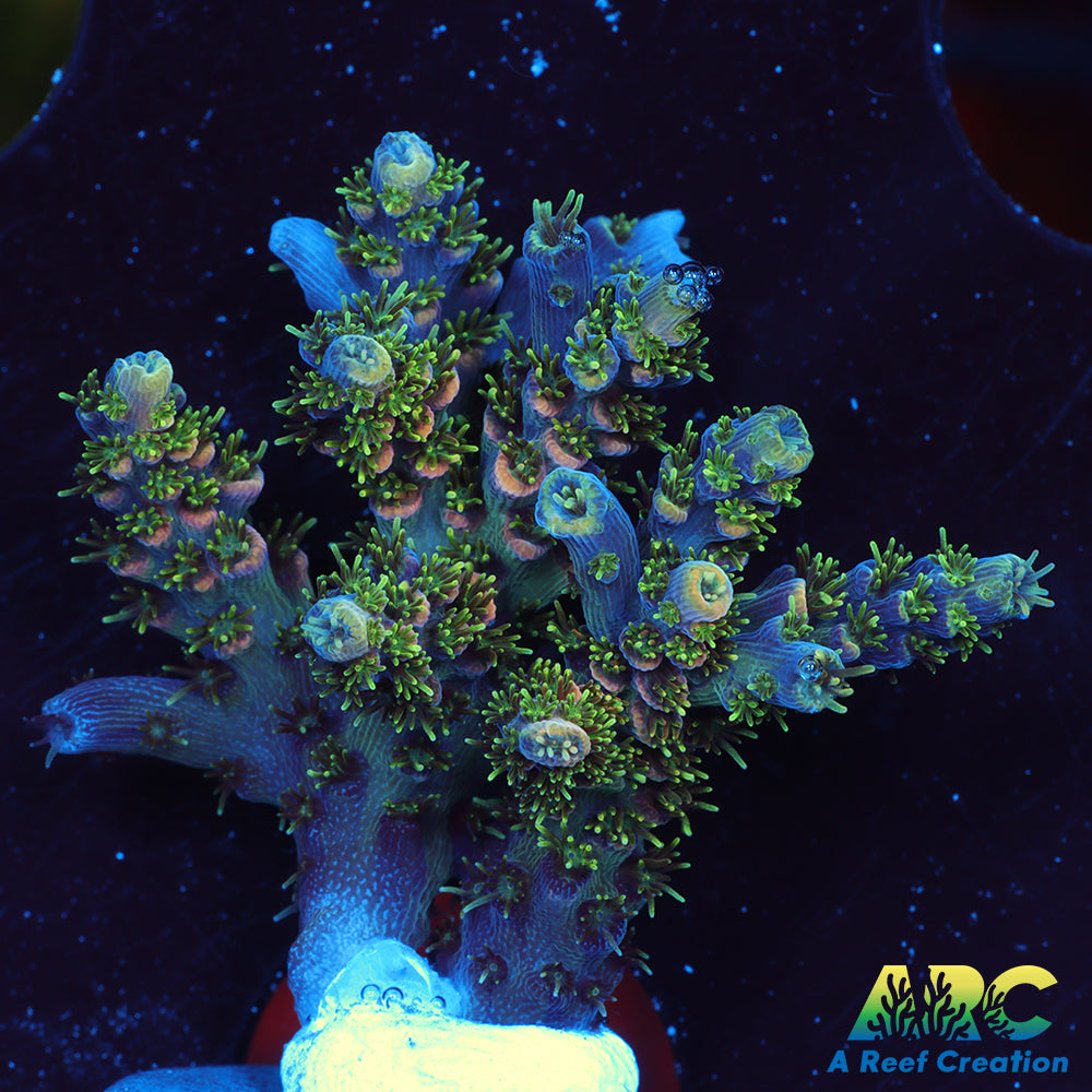 Sanjay's Party Time Table