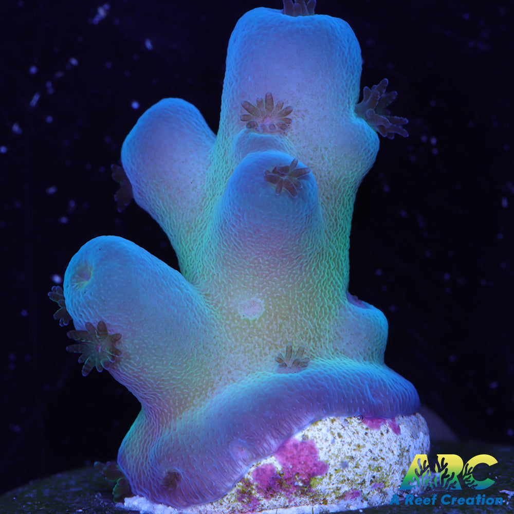 ReefGen Blueberry Fantasy Granulosa
