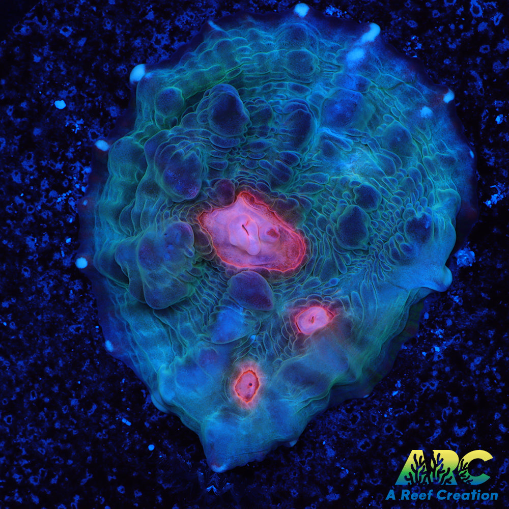 ARC Mint Mojito Chalice