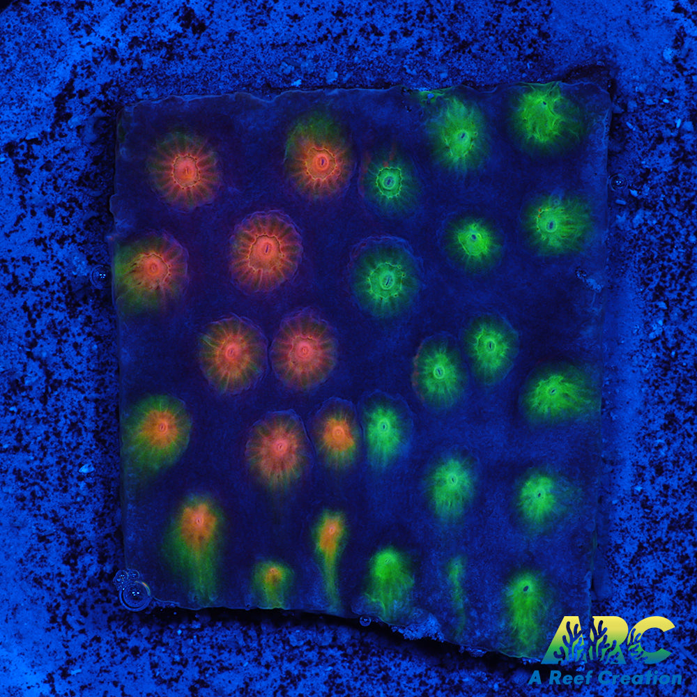 ARC Monet's Madness Cyphastrea