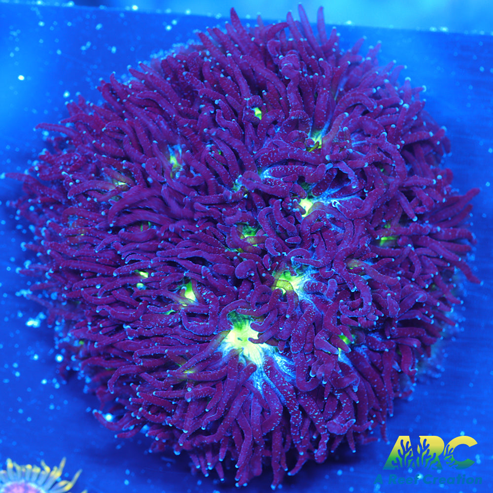 ARC Blueberry Leptastrea