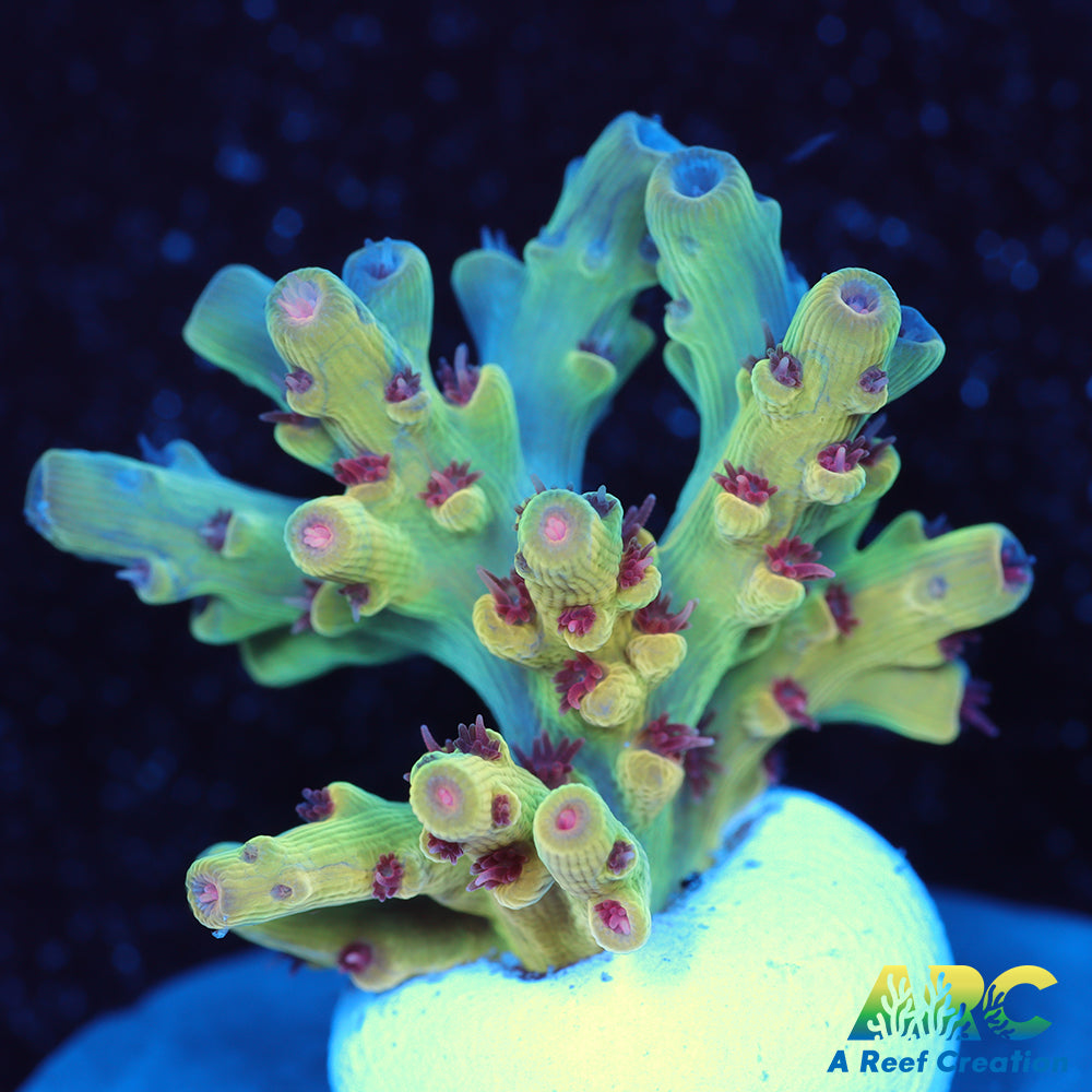 BK Chem Crème de la Crème