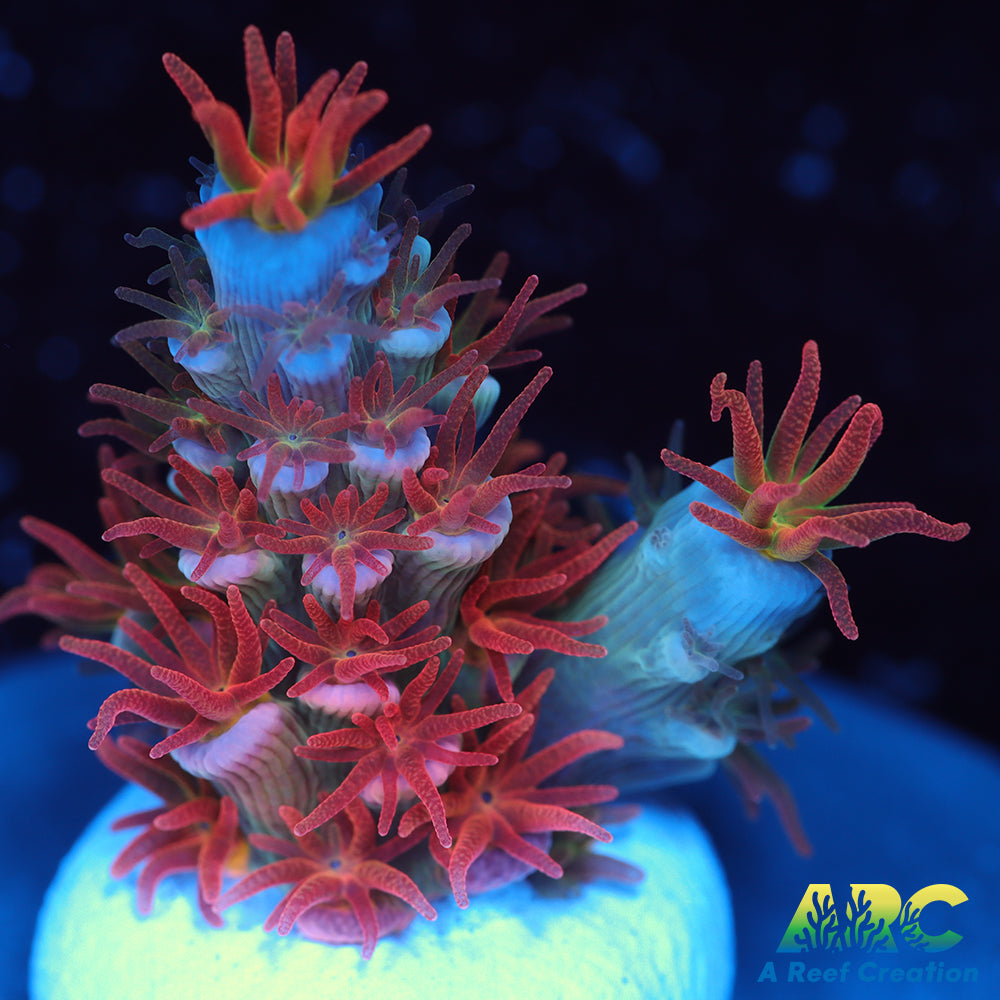 ARC Flame of Udun Tenuis