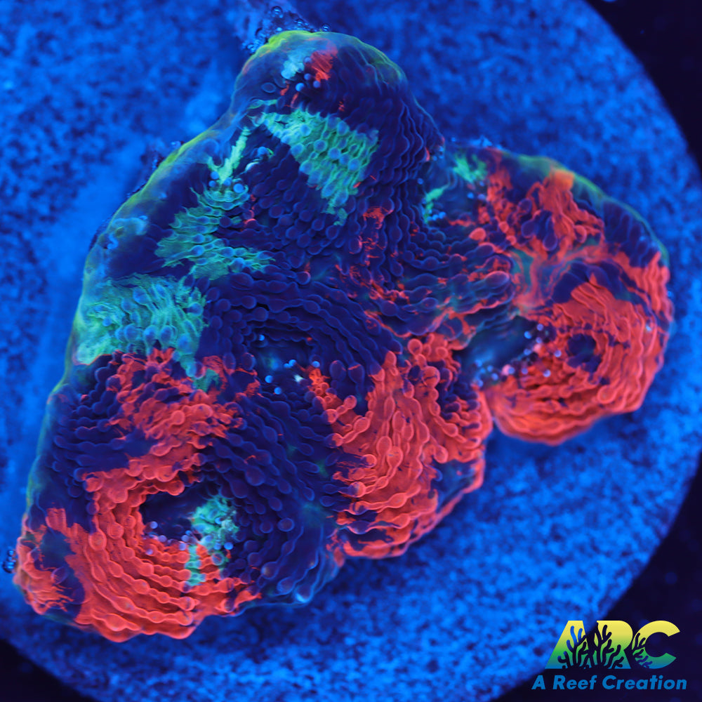 ARC Bottom Dweller Echinata