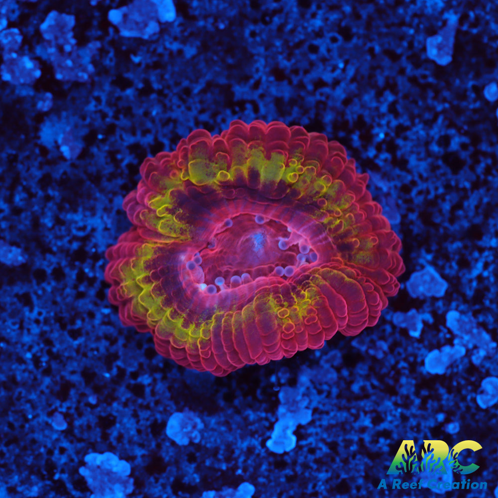 Black Hole Sun Acan Baby Polyp