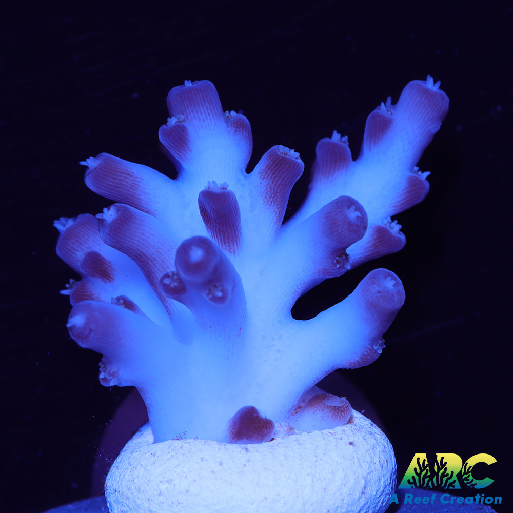 WWC Brainfreeze Acro