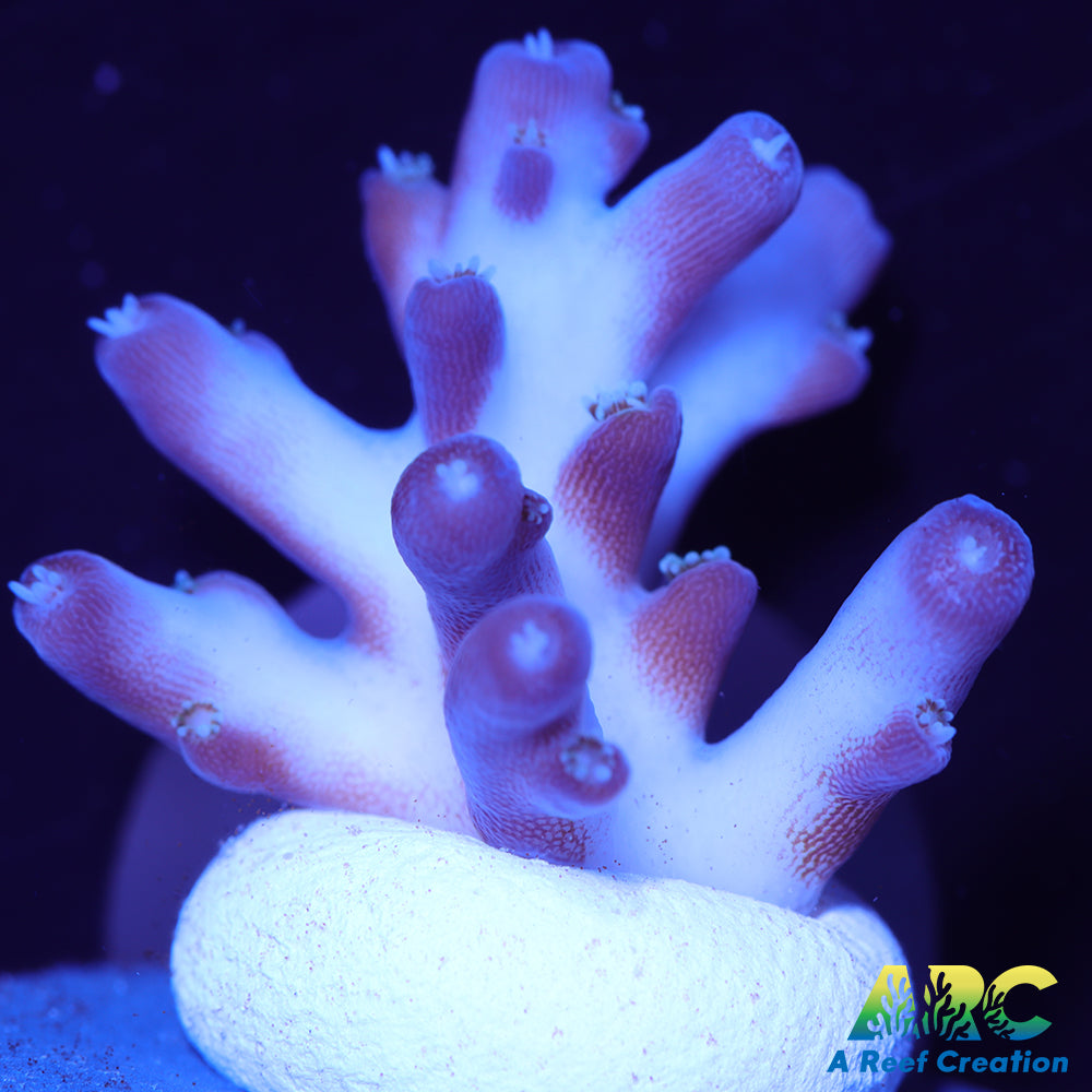 WWC Brainfreeze Acro