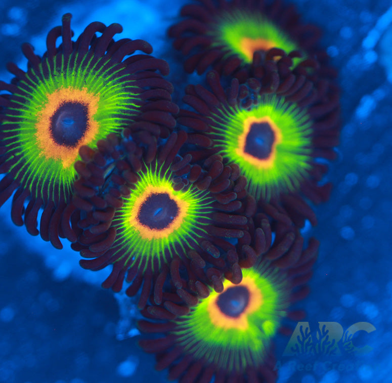 Bob Marley Zoas