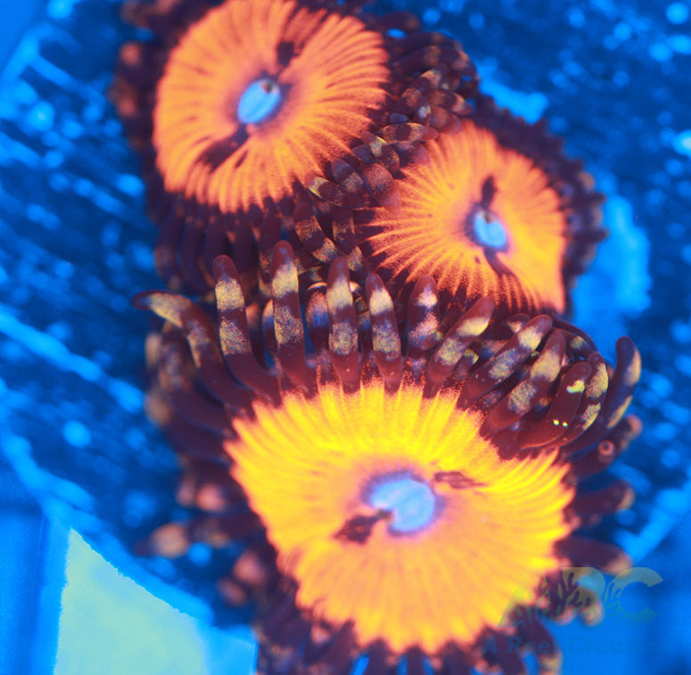 WWC Bloodsuckers Zoa