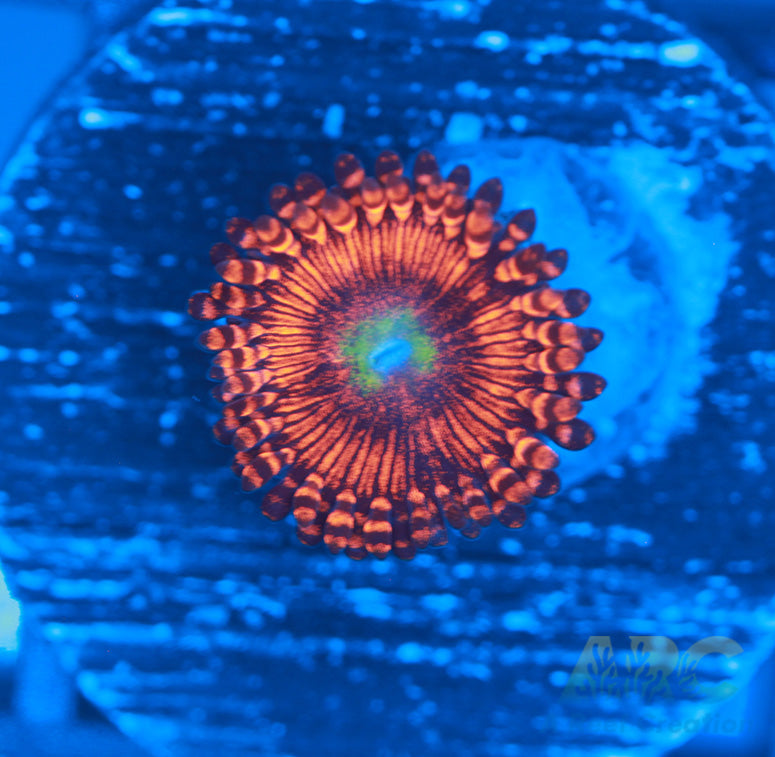 Hyper Phoenix Zoa