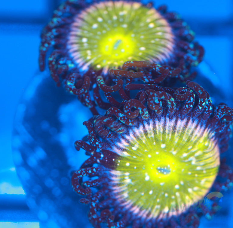 TSA Frozen Apples Zoas