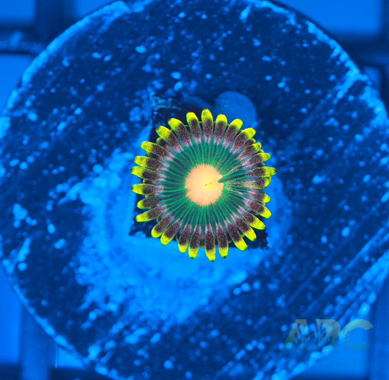 Green Bay Packers Zoa