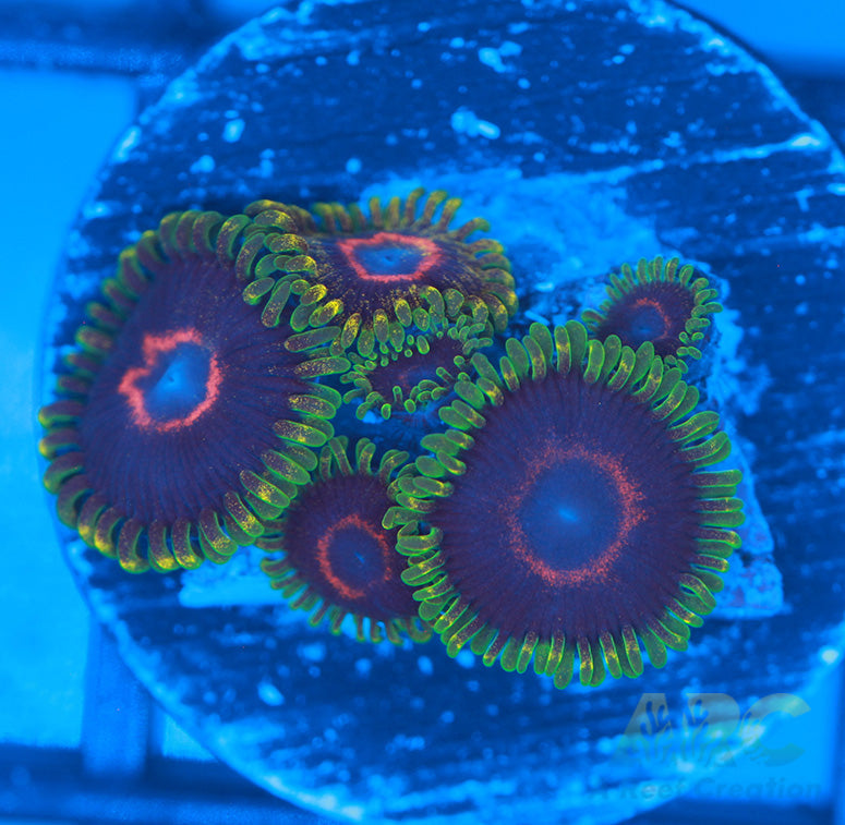 Purple Hearts Zoas