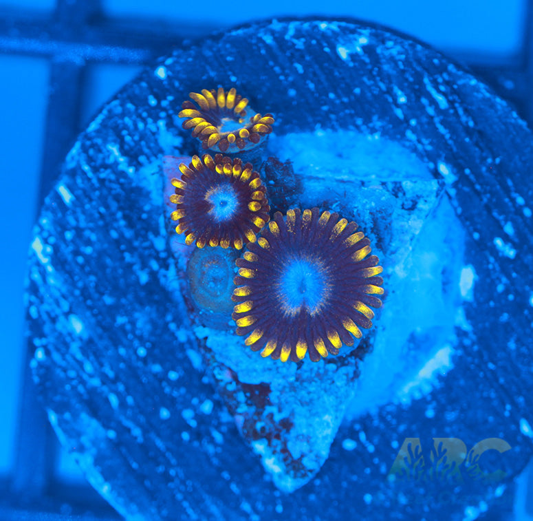 Frozen Hornets Zoa