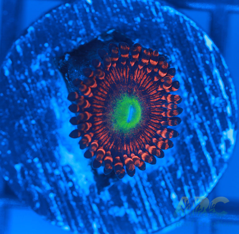 Hyper Phoenix Zoa