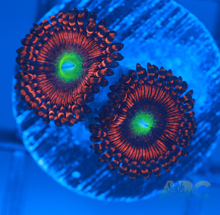 Hyper Phoenix Zoa