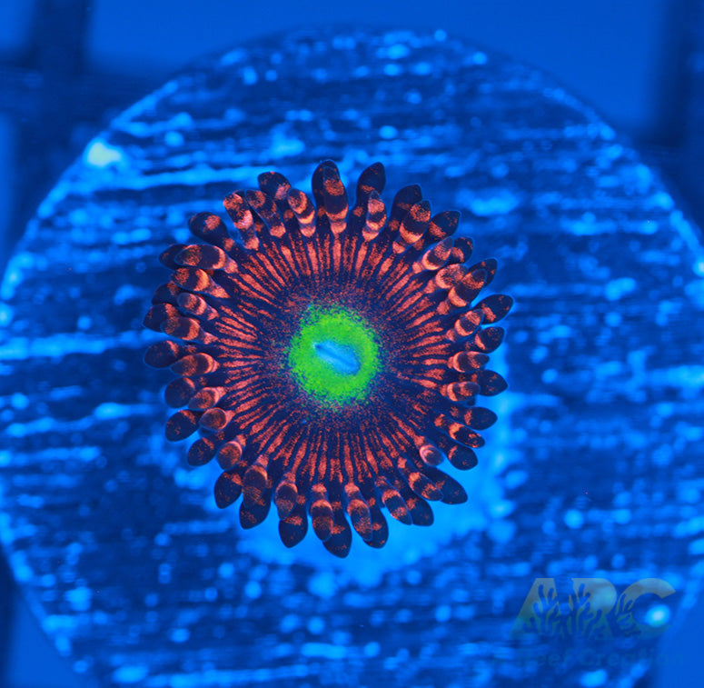 Hyper Phoenix Zoa