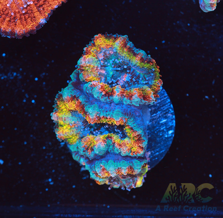 ARC Jolly Rancher Acan