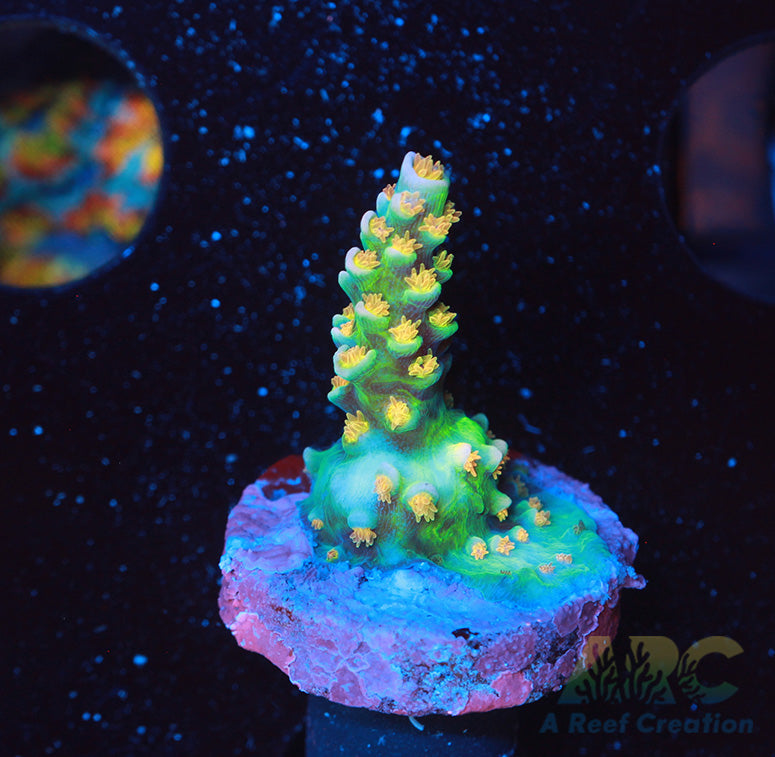 Encrusted RRC Orange Passion