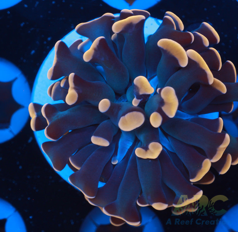 Peach Branching Hammer