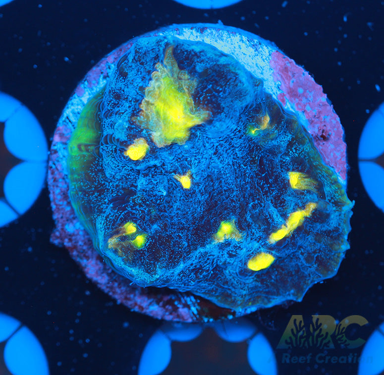 FF Blue Galaxy Chalice