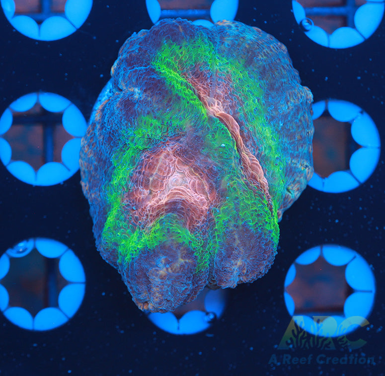 FF Ultimate Space Invaders Pectinia