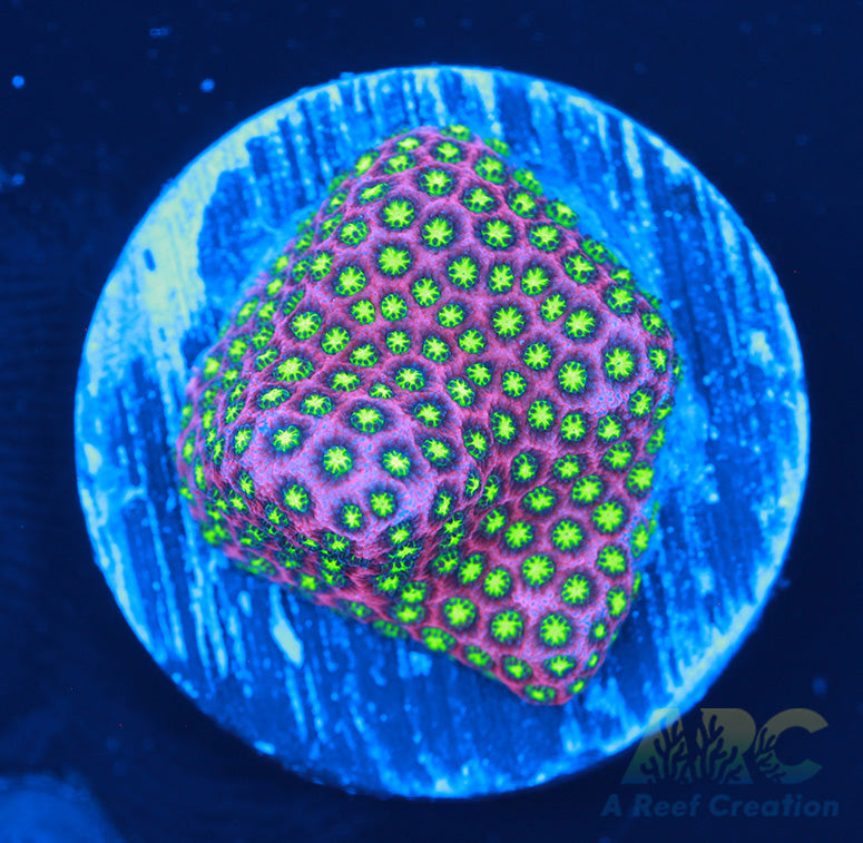 WWC Electric Daisy Stylocoeniella