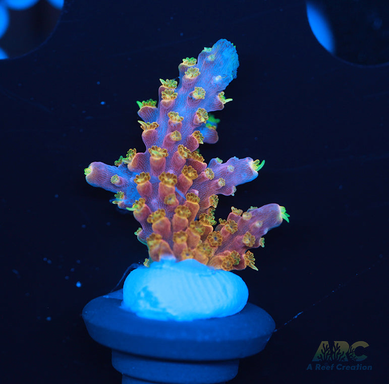 ARC Master Yoda Acro