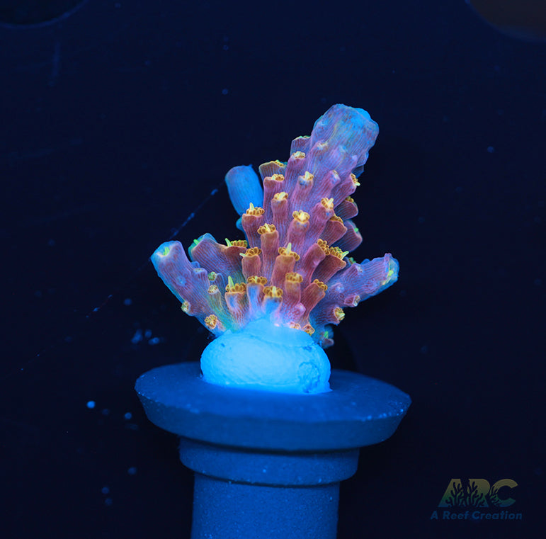 ARC Master Yoda Acro