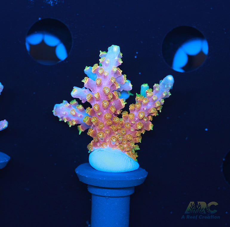 ARC Master Yoda Acro