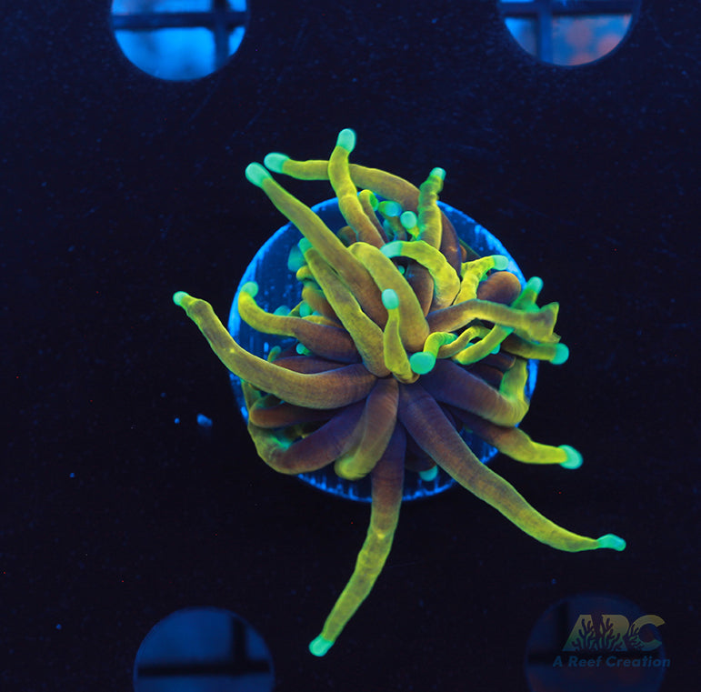 ARC Dragon Tamer Torch