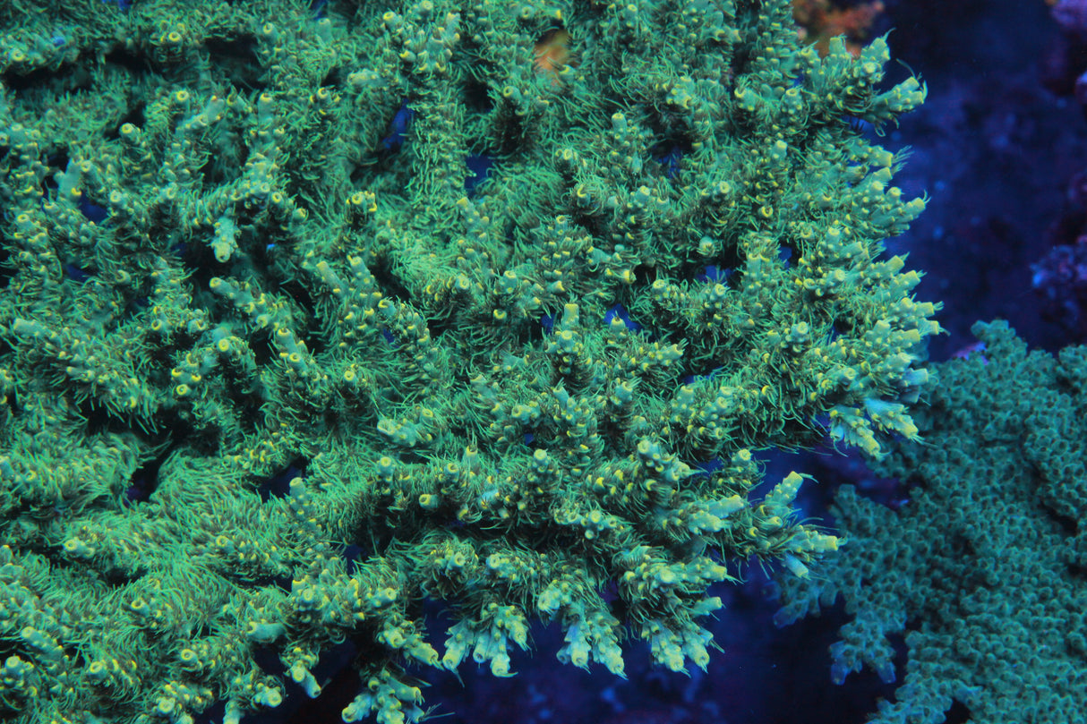 ARC Fuzzy Lime Table