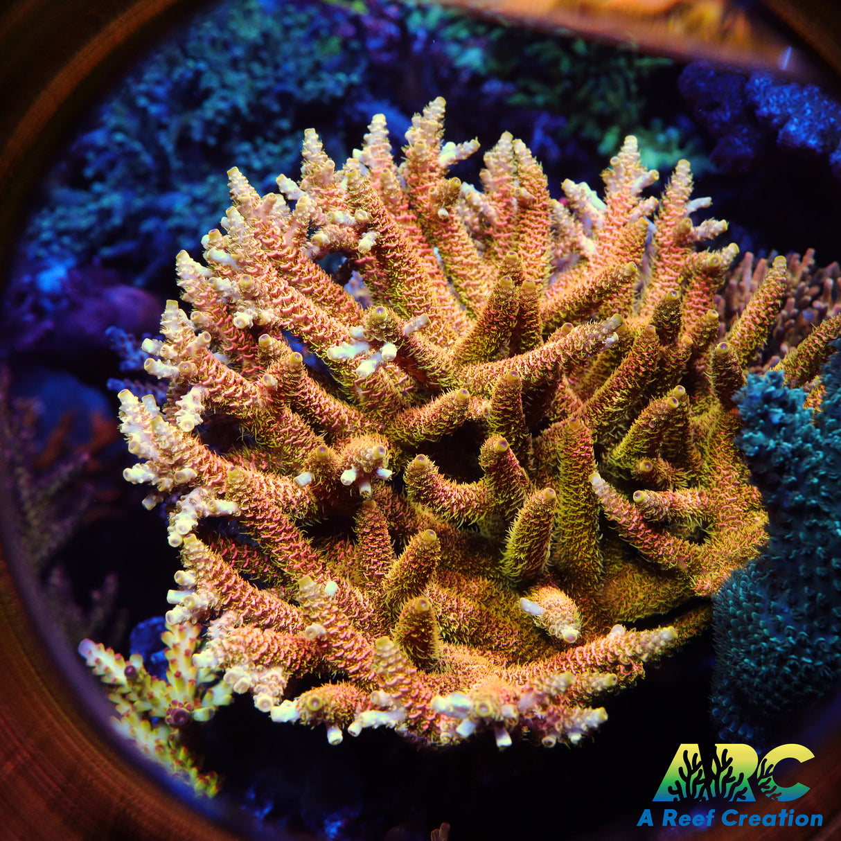 ASD Rainbow Milli Cut to Order Frag