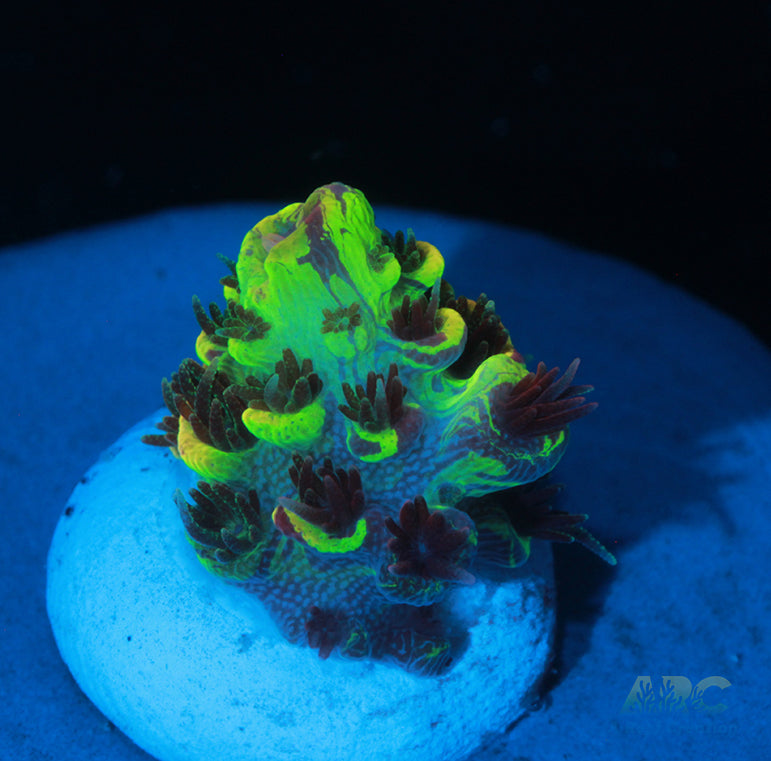 RRC Rainbow Splice Milli