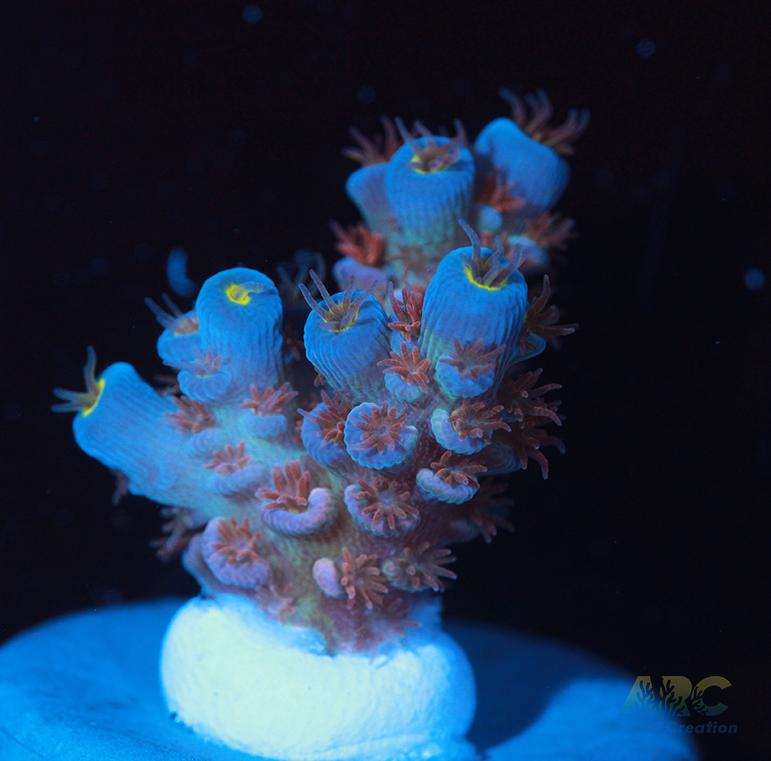 RRC Angry Birds Chunky Frag