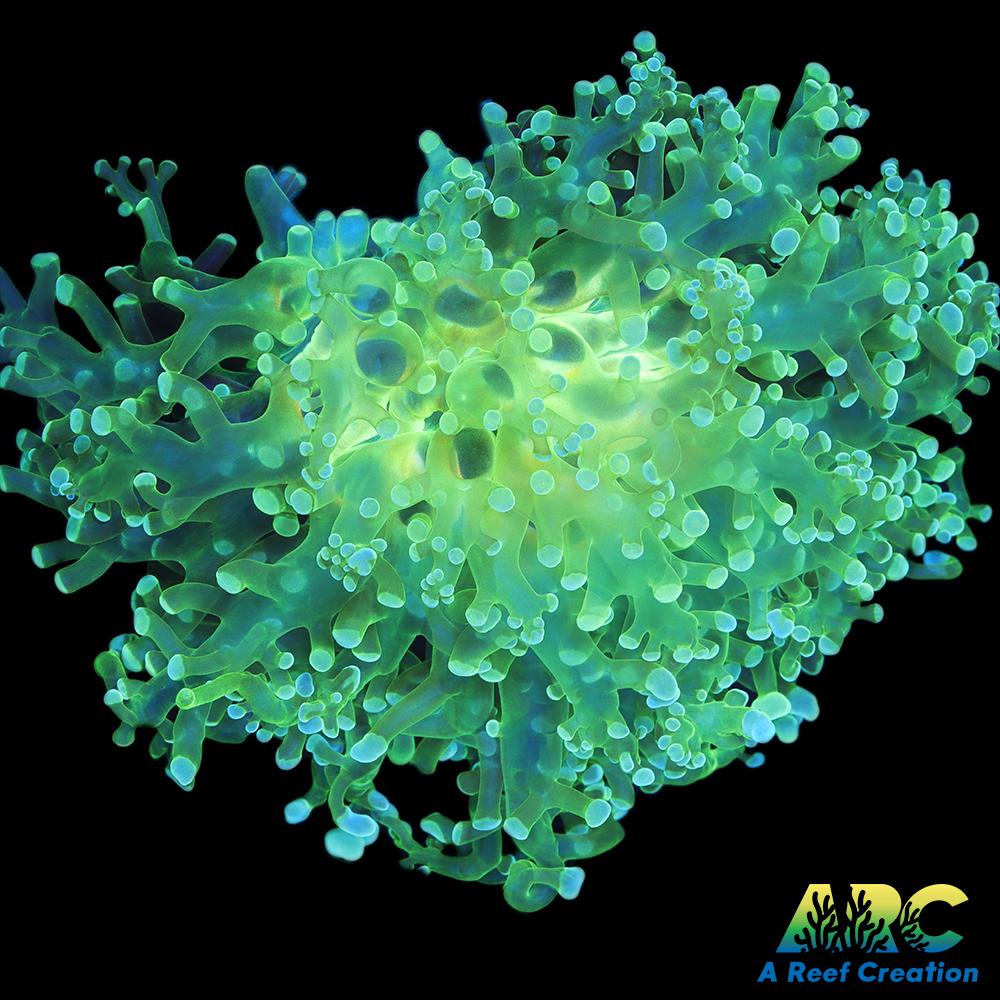 Giant Green Octospawn