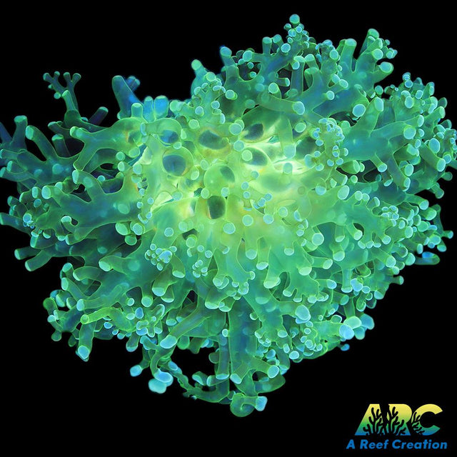 Giant Green Octospawn