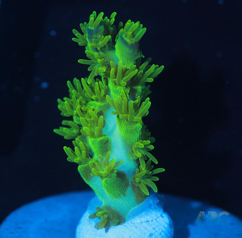 RRC Marvin the Martian