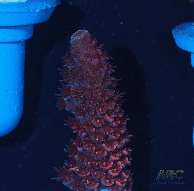 ARC Strawberry Spath