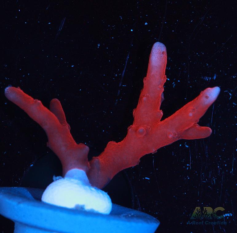 JF TNT Anacropora