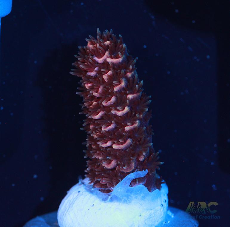 ARC Strawberry Spath